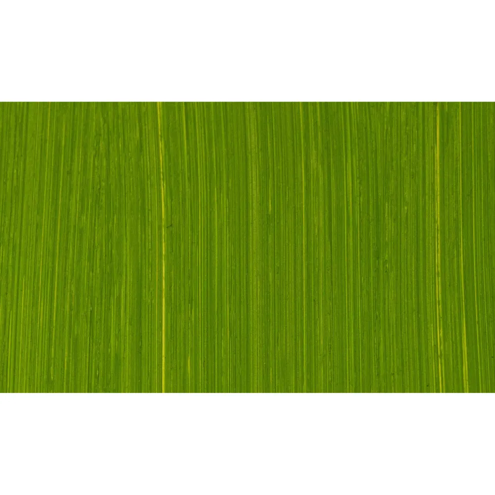 Michael Harding Farba olejna - - 412, Cadmium Green, 40 ml