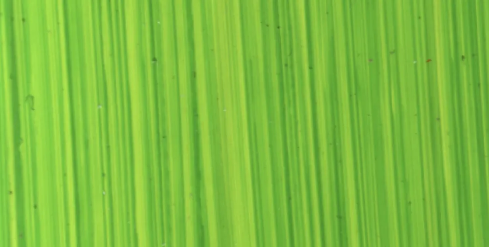 Michael Harding Farba olejna - - 116, Bright Green Lake, 40 ml