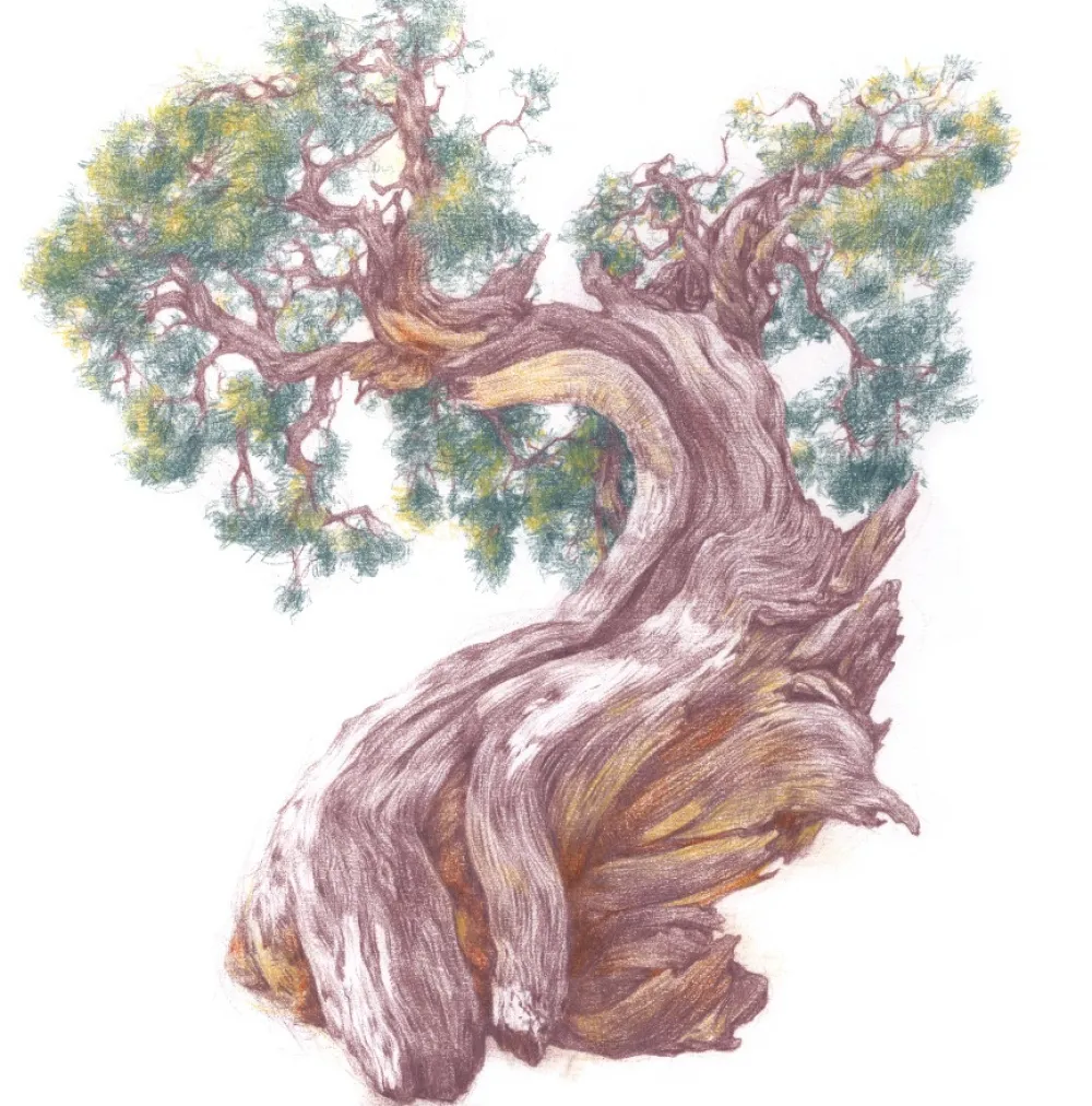 Derwent Kredka Drawing - - 1700 Dusky Pink