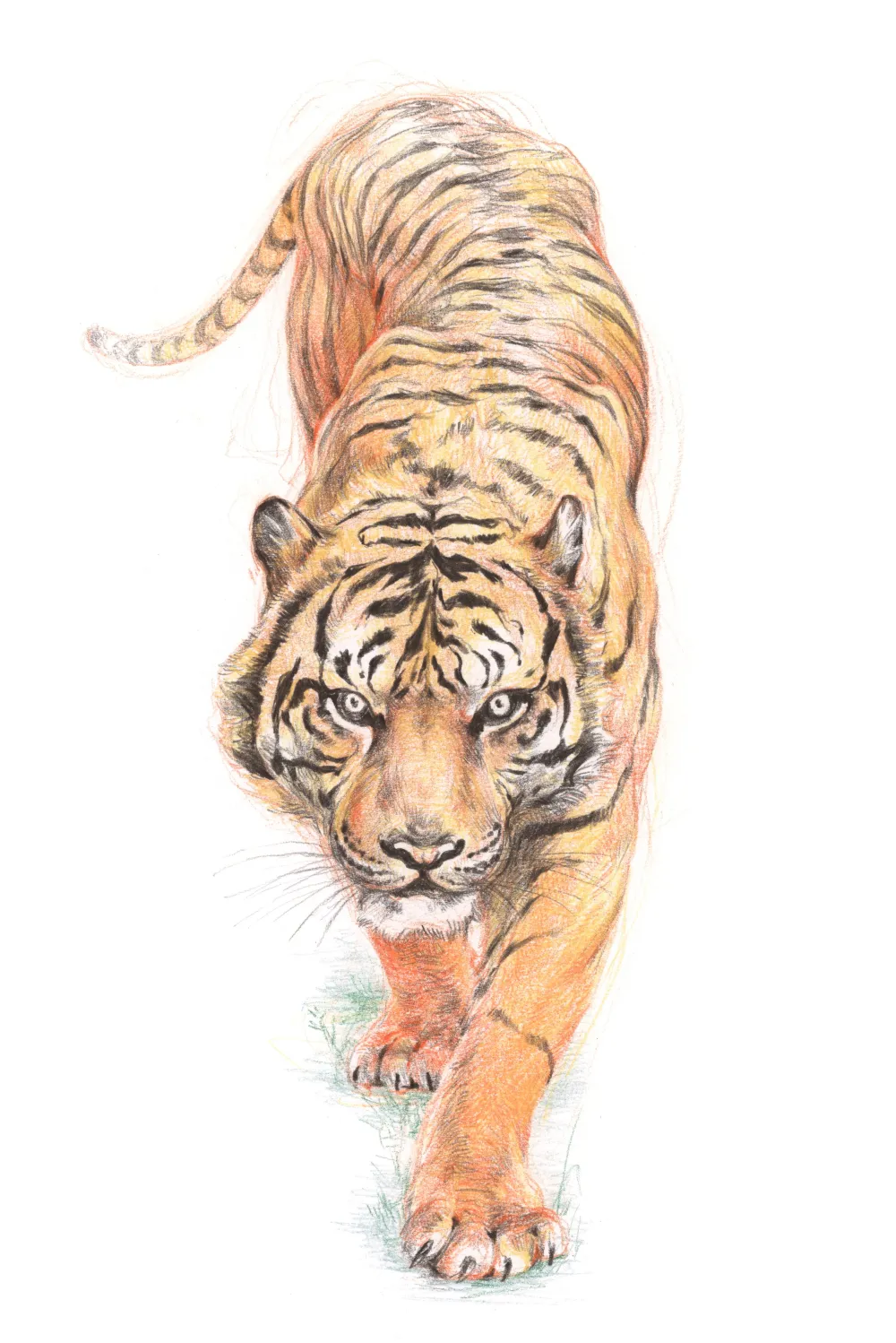 Derwent Kredka Drawing - - 0800 Strawberry