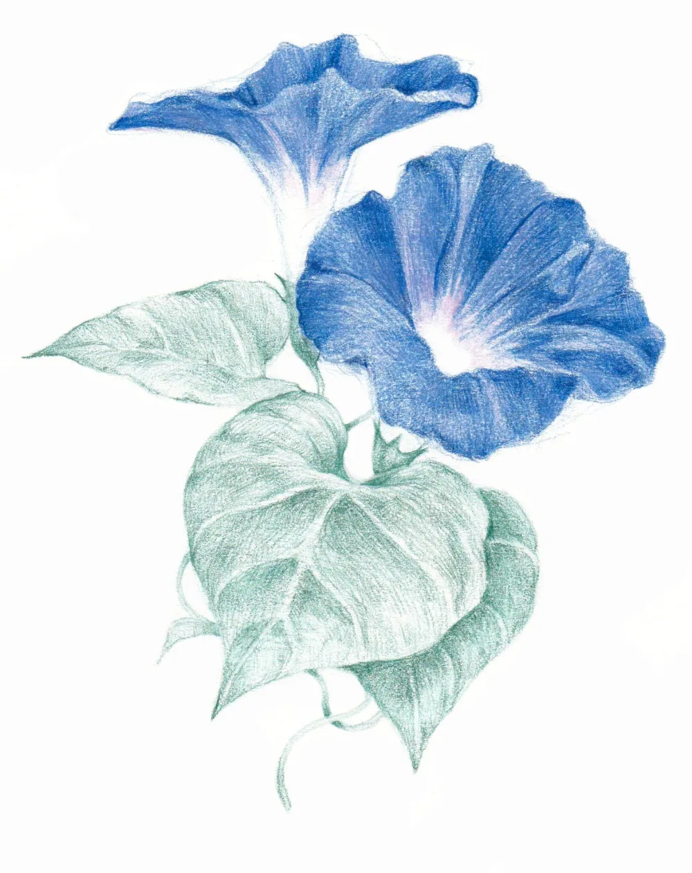 Derwent Kredka Drawing - - 5715 Wheat > Kredki