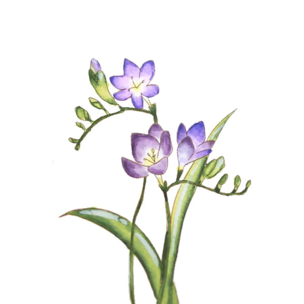 Kuretake Zestaw akwarelowy Watercolor Flowers, Gradation - - 11 szt. > Markery, Brushpeny I Pisaki
